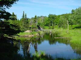 Bog