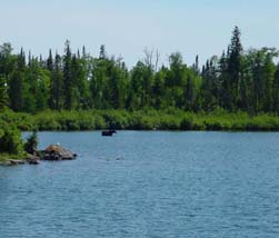 Moose number 3