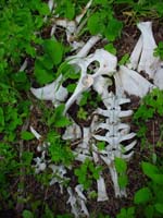 Moose bones on Mount Siskiwit