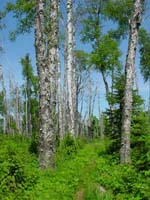 Trail east of Chickenbone Lake