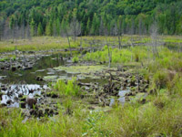 Bog on east side of trail