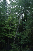 Tree at our campsite that blew down
