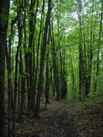 Trail down from Deadman's Hill