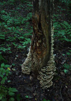 Fungus on tree trunk