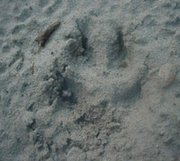 Paw print on trail just east of Pinney Bridge