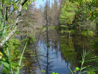 Pond/bog on west side of trail