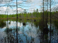 Another pond/bog on west side of trail