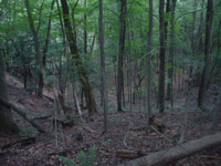 A ravine between Pinney Bridge and Landslide scenic overlook