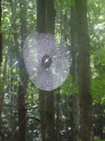 Spiderweb near Section 13 Creek
