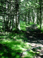 Trail between Jordan River cossing and Pinney Bridge