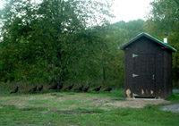 A flock of wild turkeys at Pinney Bridge campground