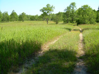 Two track trail through field northeast of Jordan River crossing