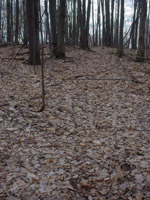 Can you see the trail?