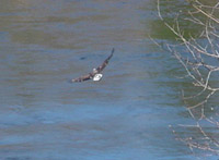 Eagle flying above the Manistee River