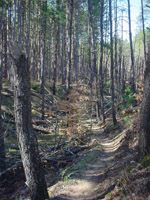 MRT west of Seaton Creek Campground