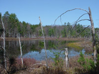 Riplows Marsh northwest of US 131 SFCG