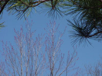 Deciduous trees on NCT starting to leaf out